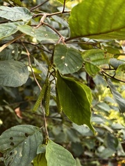 Alnus serrulata