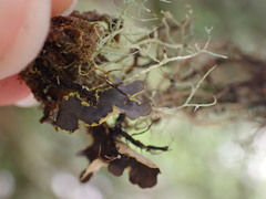 Pseudocyphellaria