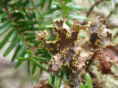 Pseudocyphellaria