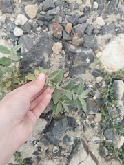 Elaeagnus angustifolia