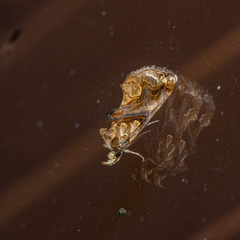 Plusiodonta compressipalpis