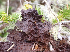 Lobaria anthraspis