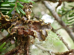 Pseudocyphellaria