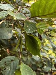 Alnus serrulata