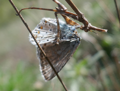 Polyommatus hispana