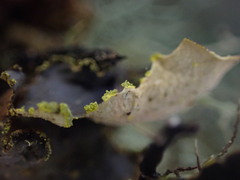 Pseudocyphellaria