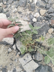 Elaeagnus angustifolia