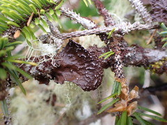 Lobaria anomala