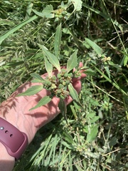 Euphorbia davidii