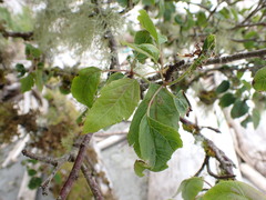 Malus fusca