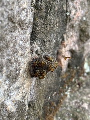 Tetragonisca angustula