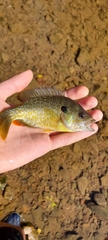Lepomis macrochirus × cyanellus