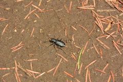 Cicindela longilabris