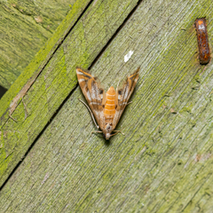 Petrophila bifascialis