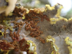 Frullania