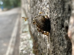 Tetragonisca angustula