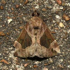 Hypena manalis