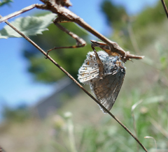 Polyommatus hispana
