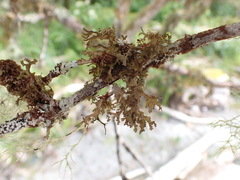 Tuckermanopsis chlorophylla