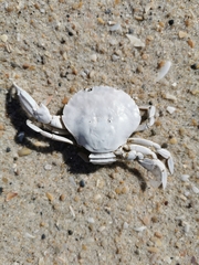 Polybius henslowii