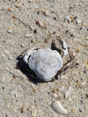 Polybius henslowii