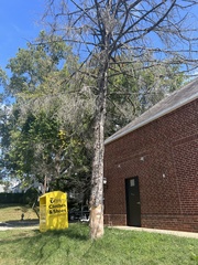 Saproamanita thiersii