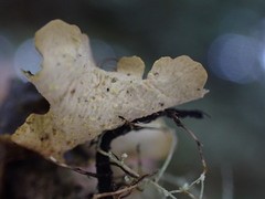 Pseudocyphellaria