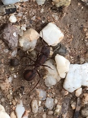 Acromyrmex versicolor