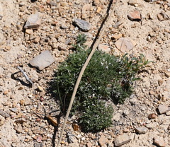 Phlox condensata