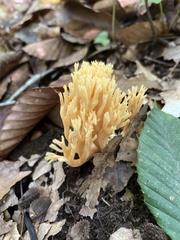 Ramaria