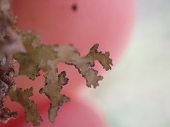 Tuckermanopsis chlorophylla