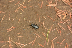 Cicindela longilabris