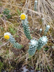 Lasiocephalus ovatus