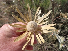 Leucadendron nitidum