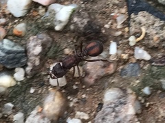 Acromyrmex versicolor