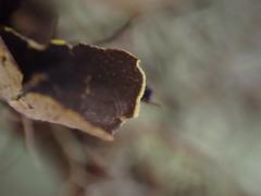 Pseudocyphellaria