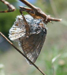 Polyommatus hispana