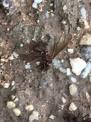 Acromyrmex versicolor