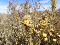 Leucadendron nitidum