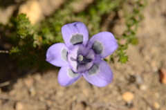 Roella ciliata