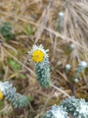 Lasiocephalus ovatus