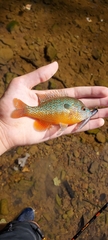 Lepomis megalotis