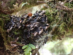 Peltigera collina