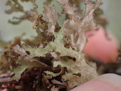 Tuckermanopsis chlorophylla