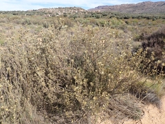 Leucadendron nitidum