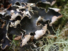 Peltigera collina
