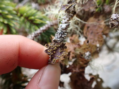 Pseudocyphellaria