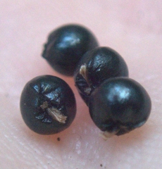 Allium tricoccum