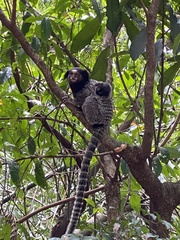 Callithrix penicillata