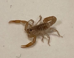 Vaejovidae